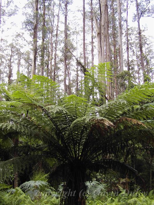 Tree fern, Sherbrook Forest PIC00254.JPG - PIC00254.JPG                   
